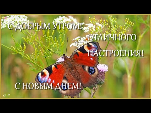 С ДОБРЫМ УТРОМ! С НОВЫМ ДНЁМ! ОТЛИЧНОГО НАСТРОЕНИЯ!