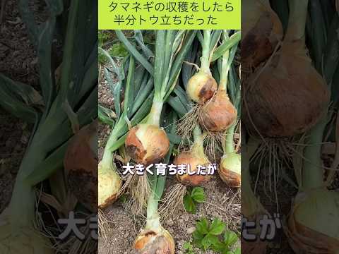 タマネギを収穫したら半分トウ立ちだった