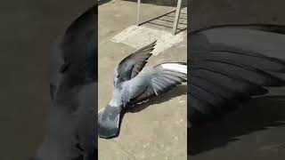 Kaftar #kabutarprindo#  #pigeon #shortvideo 😎😎😎😎