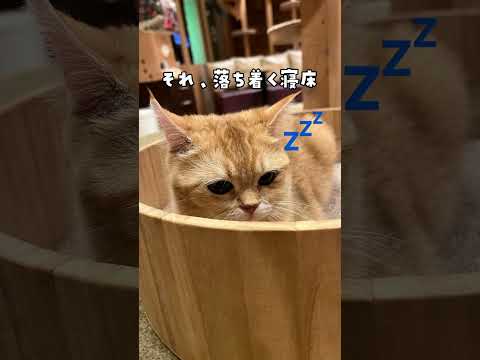 ネコと戯れた結果…#shorts #ねこ動画