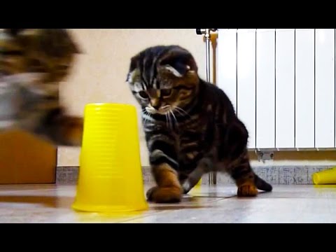 Cute Scottish Fold  Kittens Playing Bowling