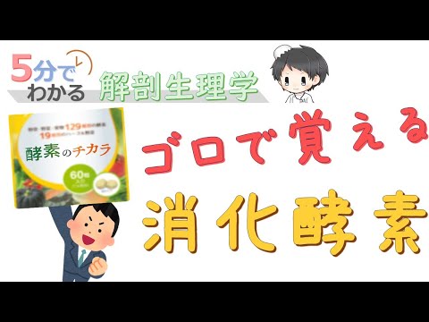 ゴロで覚える消化酵素【5分でわかる解剖生理学】