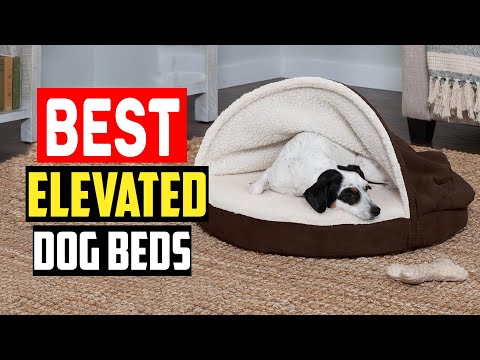 ✅Top 5 Best Elevated Dog Beds in 2024