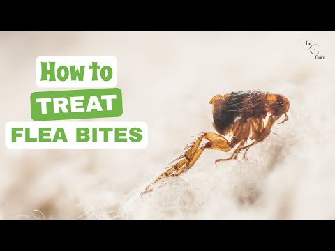 How to Treat Flea Bites: Quick Relief and Strategies to Soothe Your Skin | The Guardians Choice