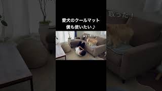 犬をダメにするひんやりグッズを僕も使いたいw #dog #犬 #犬のいる暮らし #shorts