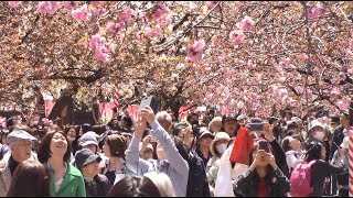 大阪春の恒例「桜の通り抜け」始まる