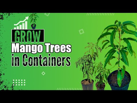 Grow Mango Trees in Containers | Know How To Grow Mango Tree in Pot