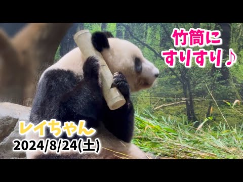 【竹筒のおやつをパクっ♪レイちゃん＆お食事シャオくん🐼🎋】〜2024/8/24(土)上野動物園〜