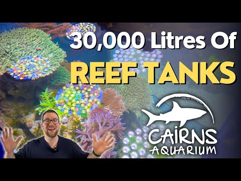 Keeping HUUUGE Reef Tanks in Public Aquariums