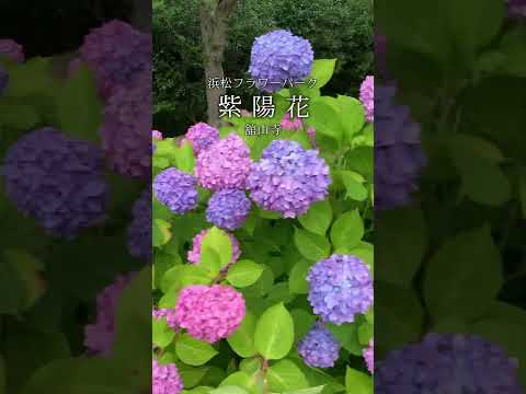 はままつフラワーパークの紫陽花を楽しもう！ #shorts