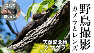 野鳥撮影に『心底おすすめ』できるカメラとレンズを紹介！初心者にもオススメ