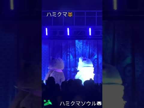 ［USJ]可愛い😍ハミクマ🐻🐻‍❄️ハミクマソウル