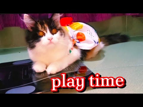 Videos of kitten funny 🤣 mischief and play!