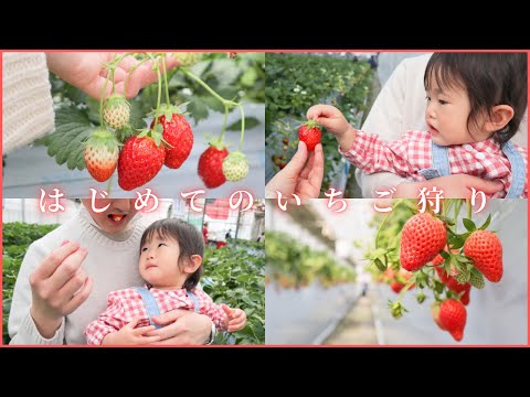 はじめてのいちご狩りvlog🍓たくさん食べたよ！1歳3ヶ月【春日部/ホルティ貝塚】