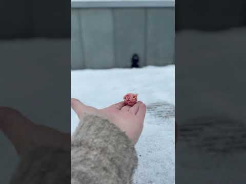 Feeding my Crow Friend In The Snow #crow #shortsvideo #animalshorts