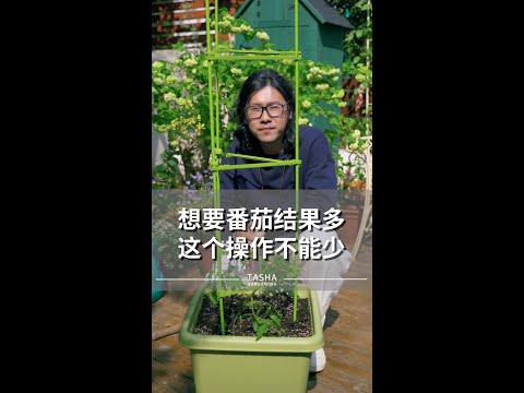 种植番茄要注意留主枝，抹侧枝。具体操作方法见视频哦~