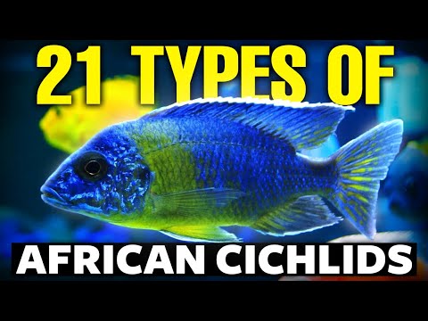 21 BEST Types Of African Cichlids 🐟