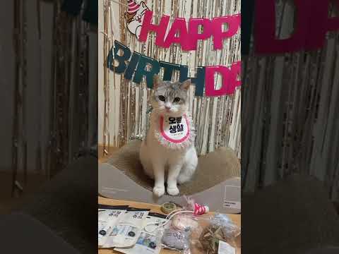 🎉5살 된 뽀또! 생일파티 했어요🎉