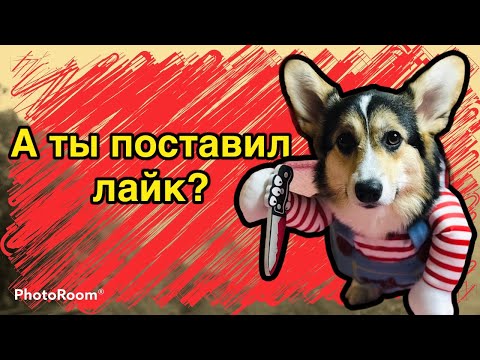 Луночка булочка - чаки | Поставил лайк | Корги Луна | Тик Ток | Корги из TikTok #Shorts