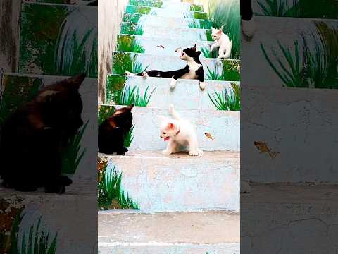 So awesome to see playing cute kitten with their mother #viral #shorts #videoviral