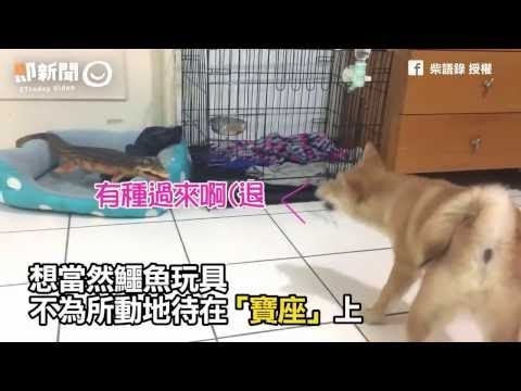 寶座被鱷魚玩具霸佔　柴犬只敢繞行嗆聲不敢前進！是鱷魚先惹我生氣的！