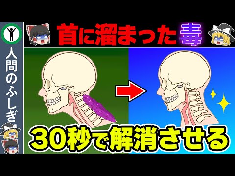 【一瞬で撃退】顔のたるみや老化の原因を解消させる【ゆっくり解説】