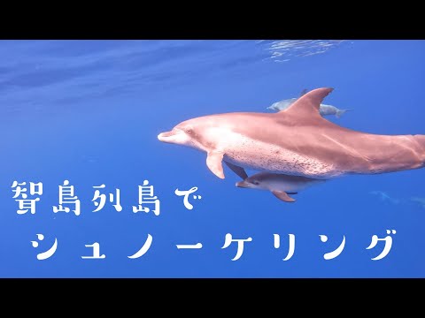 【小笠原諸島】聟島列島でシュノーケリング！