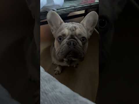 Poor Bear just wants to cuddle 😢😂 Frenchie Puppy wants his mama. #frenchbulldog #dog #puppy