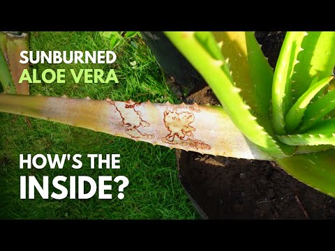 What Will Happen To The Gel of Sunburned Aloe vera Leaves