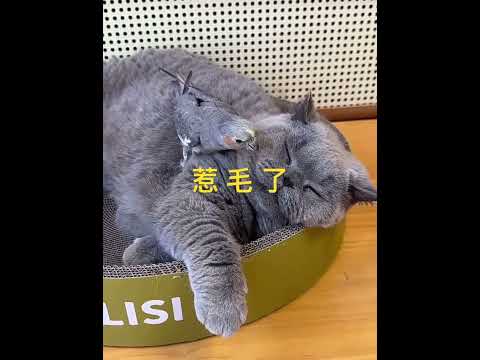 惹毛了#猫