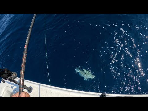 Unbelievable Results: Penn 3k Rod vs. Red Grouper Face Off!#redGrouper #gulfofMexico#deepseafishing