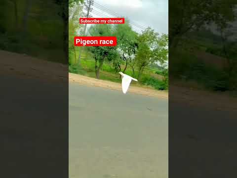 kabutar race with motorcycle// #beautiful #pigeon #kabutar #whitepigeon #pigeontypes #dog #shorts