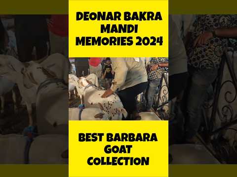 HEAVIEST BARBARA GOAT COLLECTION OF DEONAR BAKRA MANDI QURBANI 2024#bakrebaaz #barbara #deonarmandi