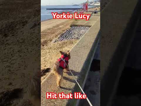 Funny dog walk #dog #funny #pets #travel #londonwalks #yorkies #adventure #yorkshireterriers