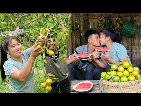 Dan's loving moment for Linh, Harvesting tangerines for sale | Linh's Life