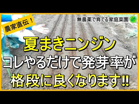 【ニンジン栽培】油断大敵！種まき方法を間違えると発芽率が著しく低下します【有機農家直伝！無農薬で育てる家庭菜園】　23/7/6