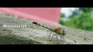 Moto G9 Camera Test | Camera Sample | Video Test | Cinematic Video