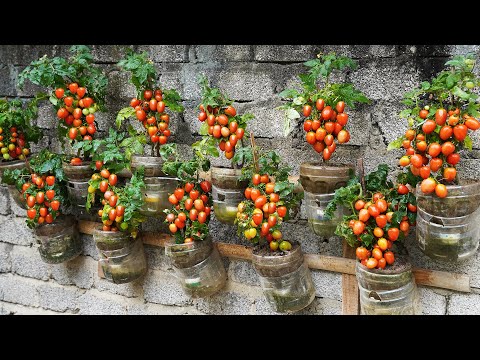 I TURNED A WALL INTO A TOMATO PARADISE!