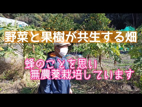 果樹と野菜が一緒に無農薬で育つ畑／採集生活と農耕生活の融合