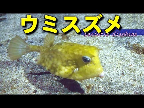 [ Roundbelly cowfish ] Cute fish are poisonous / Lactoria diaphana