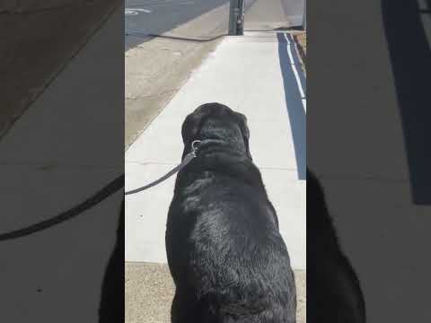 Big Booty Bodhi 🍑 #shorts #dogdaycare #blacklab