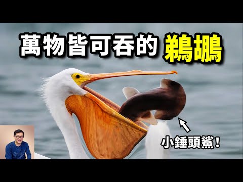 吞鯊魚，吞海鳥，吞鴿子，吞水豚！動物界第一惡霸——鵜鶘【老肉雜談】#動物 #鳥 #鵜鶘 #海洋 #birds