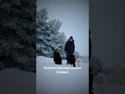 Совместная прогулка Самара/Москва. Подробности в закрепленном комментарии 👇