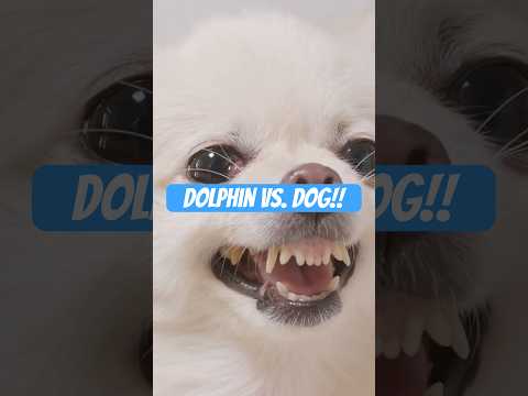 Dolphin vs. Bernadoodle Dog (Reggie vs. Rosie)