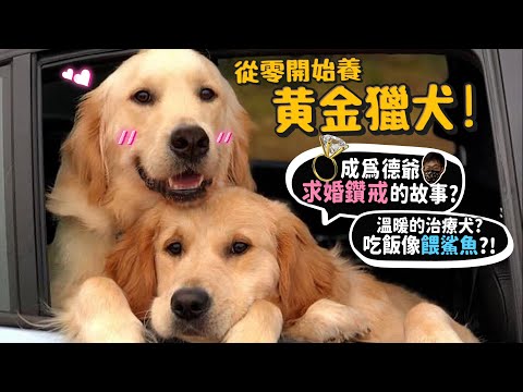 【從零開始養】黃金獵犬!成為德爺求婚鑽戒的故事?什麼是治療犬?吃飯像餵鯊魚?智商超高!【許伯簡芝】Golden Retriever