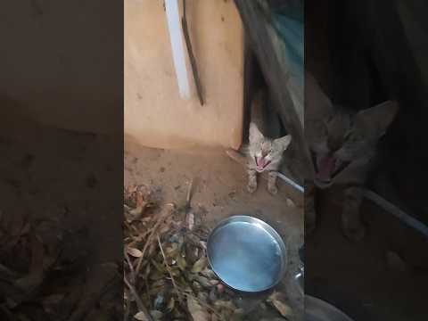 Feeding Cat and her Kittens #cats #kitten #viral #viralshort #trendy #reelsvideo