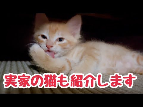 元気な家の猫たち 今日は去年生まれた３兄弟とその母猫も紹介します