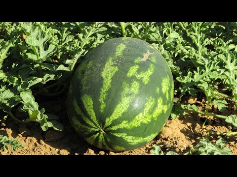 How to Support Climbing Watermelons