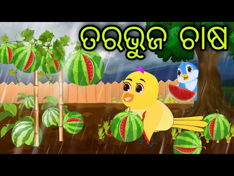 ଚଢ଼େଇର ତରଭୁଜ ଚାଷ | Chadheira Tarabhuja Chasa | Tiki Chadhei | Odia Gapa | Chadhei Gapa