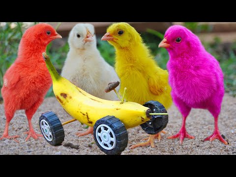 How to make a BANANA CAR and feeder for MURGI Baby Chicks with plastic Wheels | Color Gallina Chicks